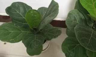 琴叶榕的养殖方法和注意事项 琴叶榕的养殖方法和注意事项及寓意