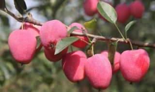 鸡心果简介 鸡心果简介 海棠