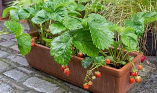 家庭阳台草莓种植方法（家庭阳台草莓种植方法时间）