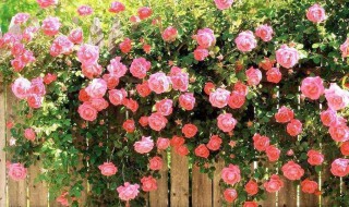 蔷薇花的养殖方法（蔷薇花的养殖方法和注意事项）