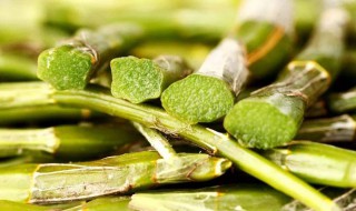 石解的功效与食用方法 石解的吃法食用方法