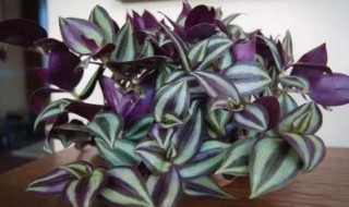 吊竹梅的养殖方法和注意事项 青叶吊竹梅的养殖方法和注意事项