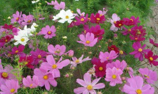 波斯菊种子的种植方法（波斯菊种子的种植方法视频）