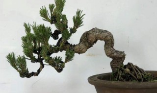 黑松盆景的养护方法（三河黑松盆景的养护方法）