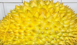 怎样挑榴莲（怎样挑榴莲肉多又好吃）