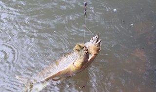 怎样钓甲鱼（怎样钓甲鱼最有效）