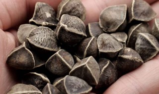 辣木籽怎样吃（辣木籽怎样吃效果好）