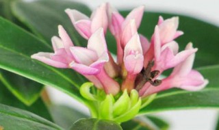 瑞香的养殖方法和注意事项（盆栽金边瑞香的养殖方法和注意事项）