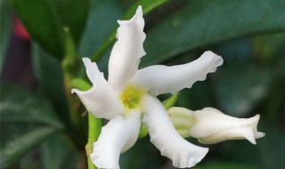 风车茉莉的养殖方法（风车茉莉的养殖方法及修剪）