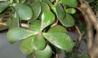 燕子掌的养殖方法（燕子掌的养殖方法和注意事项 盆栽）