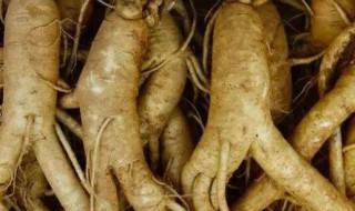 人参的作用与功效及食用方法（人参对男性性功能有效吗）