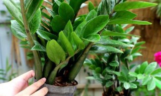 金钱树的扦插方法（金钱树的扦插方法视频教程）