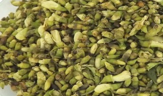 槐花茶的制作方法（槐花茶的制作方法给我找出来）