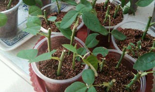 月季扦插生根最快方法 月季扦插生根最快方法视频