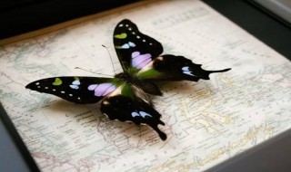 蝴蝶标本的制作方法 蝴蝶标本的制作方法教程