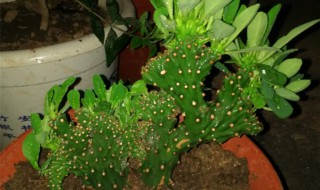 麒麟掌的养殖方法和注意事项 花卉麒麟掌的养殖方法和注意事项