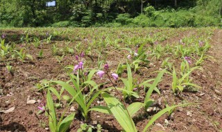 白芨种植的方法 白芨种植的方法和技术