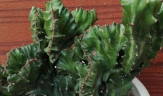 玉麒麟的养殖方法和注意事项 玉麒麟的养殖方法和注意事项图片