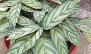 飞羽竹芋的养殖方法 飞羽竹芋的养殖方法花怎么养