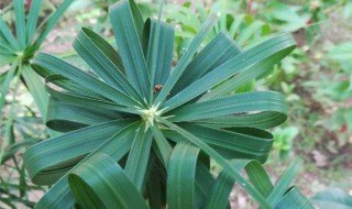 棕竹的养殖方法和注意事项（金山棕竹的养殖方法和注意事项）