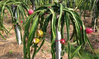 火龙果家庭种植方法（火龙果家庭种植方法和技术）