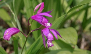 种植白芨的方法（种植白芨的方法和技术）