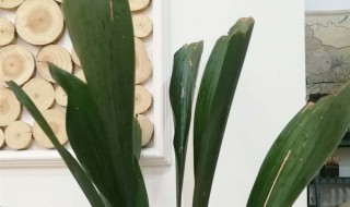 一叶兰的养殖方法和注意事项（一叶兰的养殖方法和注意事项有哪些）