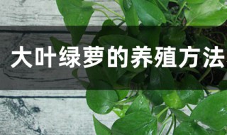 大叶绿萝的养殖方法和注意事项（大叶绿萝怎么扦插繁殖）