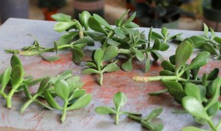 玉树扦插生根最快方法（玉树扦插生根最快方法视频）