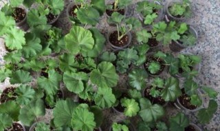 天竺葵扦插方法与时间 天竺葵扦插方法与时间几月份