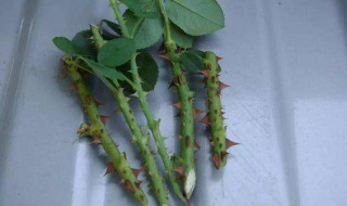 扦插月季的快速生根方法（土豆扦插月季的快速生根方法）