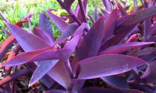 紫竹梅的养殖方法和注意事项 水培紫竹梅的养殖方法和注意事项