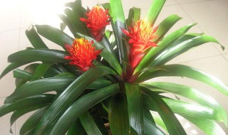 凤梨花的养殖方法和注意事项 凤梨花的养殖方法和注意事项有哪些