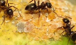 灭蚂蚁最有效的方法（灭蚂蚁最有效的方法家用）