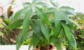 发财树插枝水培方法 发财树插枝水培方法视频