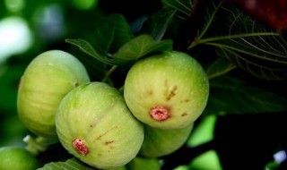 无花果树怎么种植方法 无花果树怎么种植方法视频