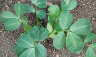 怎样种花生 怎样种花生视频教程