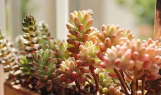 多肉怎么养得好（多肉怎么养得好又漂亮）