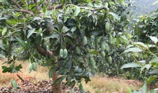 芒果种子盆栽种植方法（芒果种子盆栽种植方法用什么土）