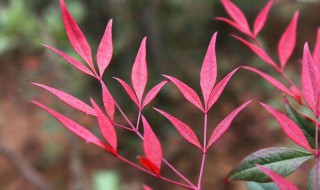 南天竹的养殖方法（南天竹的养殖方法和注意事项）