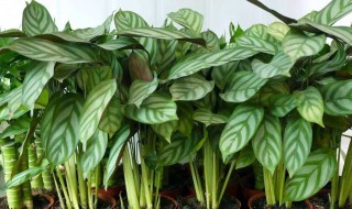 竹芋的养殖方法 孔雀竹芋的养殖方法