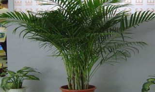 夏威夷竹子的养殖方法和注意事项 夏威夷竹子的养殖方法和注意事项怎么修剪