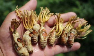 蝉花的食用方法 蝉花的食用方法与功效