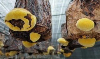 桑黄的功效与作用及食用方法（野生桑黄多少一公斤）