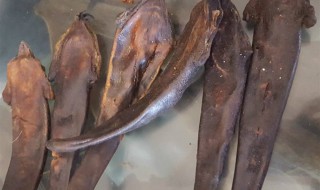 鹿尾巴的功效与作用及食用方法（鹿尾巴的功效与作用及食用方法尾）