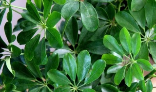 鸭脚木的扦插方法（鸭脚木的扦插方法和扦插时间）