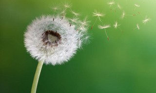 传播种子的方法有哪些 其它植物传播种子的方法有哪些