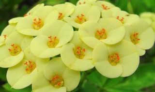 刺梅的养殖方法和注意事项 水培虎刺梅的养殖方法和注意事项