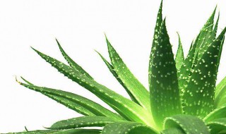 新鲜芦荟祛痘方法 痘痘在线医生免费咨询