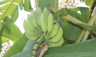 青香蕉催熟最快方法 青香蕉催熟最快方法视频
